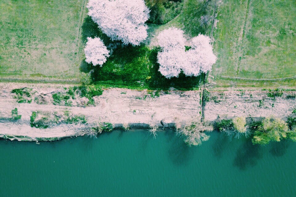 高幡不動尊は関東３６不動尊めぐりと東国花の寺の寺院でもある