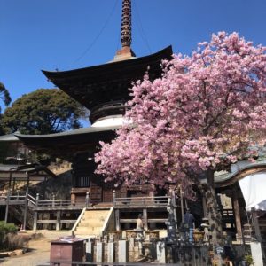 雨引観音の桜と多宝塔