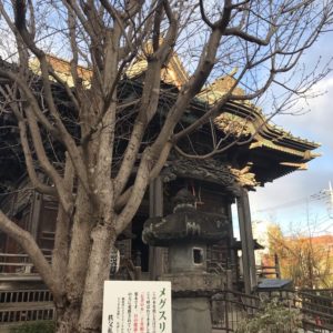 慈眼寺とメグスリノキ