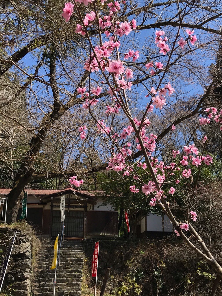 真福寺と花桃