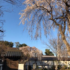 西光寺と枝垂れ桜